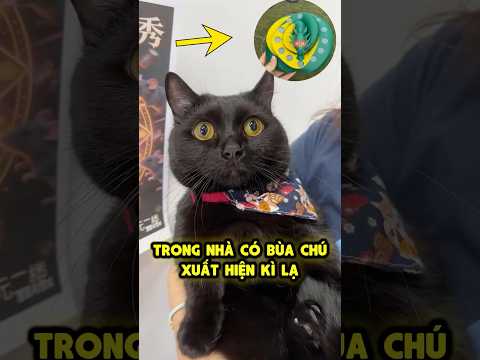 Xuất hiện bùa chú kì lạ trong nhà Mun 💯🐾 thumbnail