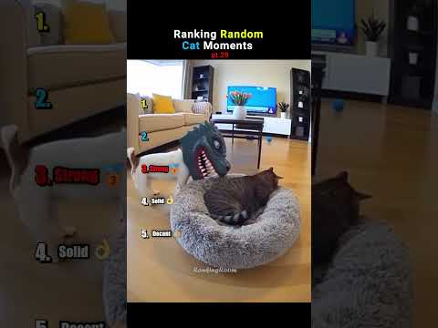 Ranking Cats Being Absolutely UNHINGED pt.29 #funnycats  #shorts  #funny thumbnail