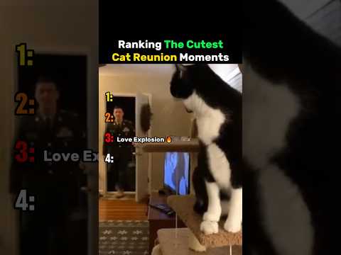 Ranking The Cutest Cat Reunion Moments #cat thumbnail