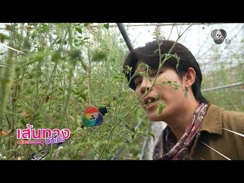 โต๋นแตร-จุกบี้ พาไปดูโรงเรือนอัจฉริยะ ปลูกมะเขือเทศเชอร์รี ในรายการ เกษตรสุข thumbnail