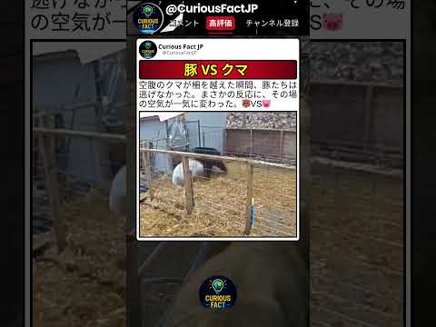 クマ相手に突っ込む豚は初めて見た ? thumbnail