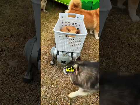 Cuối cùng thì chú chó nhỏ cũng được chú ý rồi! 🤣🐶 thumbnail