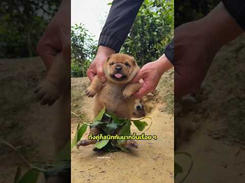 มิตรภาพลูกหมากับมนุษย์ 💓🐶 thumbnail