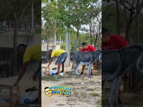 El burro  🫏 travieso/ broma  #funny #humor #viralvideo thumbnail