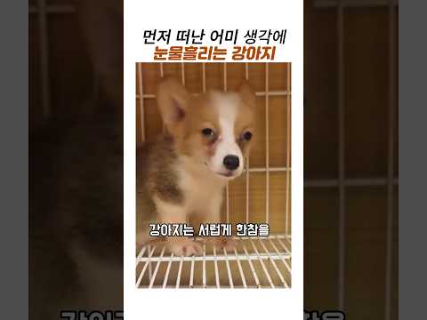먼저떠난 어미생각에 눈물흘리는 강아지#어미개와이별#무지개다리#강아지입양#강아지구조 thumbnail