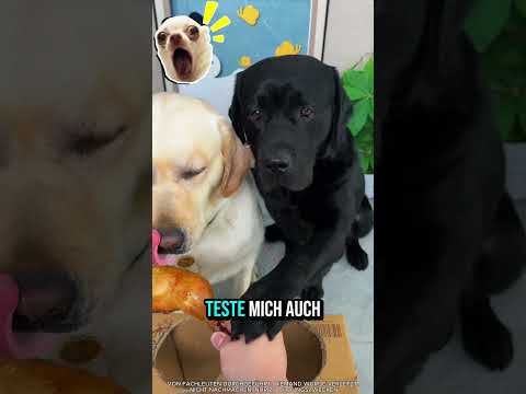 Hund stößt mit dem Kopf gegen echte Mauer? ? thumbnail