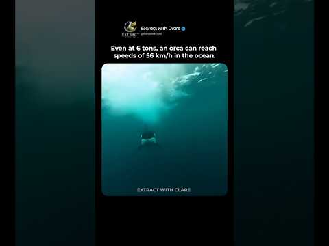 How Can a 6-Ton Orca Swim This Fast? 🐋⚡ thumbnail