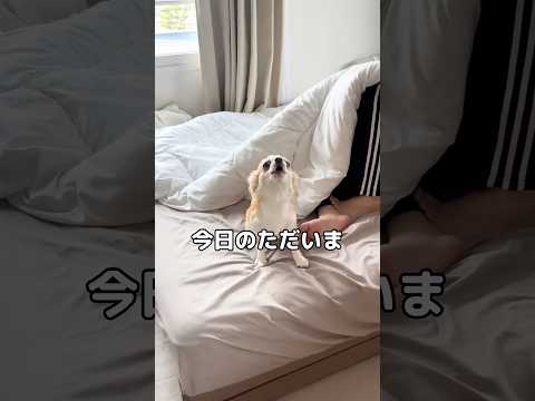 ご主人が帰ってきたことに嬉しさが爆発してしまいパルクールを決めてしまう垂れ耳チワワのまいどくん #チワワ #パルクール #shorts thumbnail