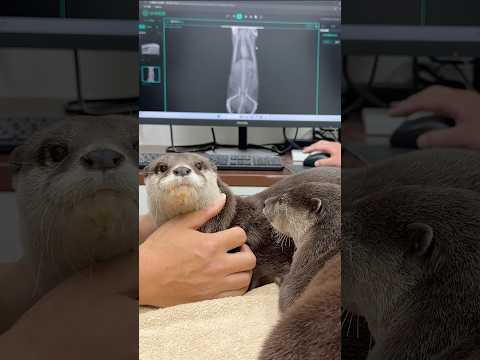 「中の人、入ってる？」カワウソの健康診断がみんなの想像以上に人間っぽい件😳😳 Unexpectedly Human: Two Otters' Medical Exam😳😳 #shorts thumbnail