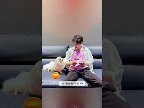 Sự lựa chọn của tiểu Ngáo #shorts thumbnail