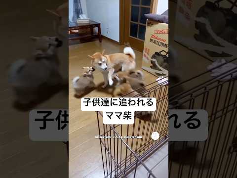 家族レース‼️子供達に追われるママ柴犬　#柴犬　#子犬　#かわいい犬 #犬のいる暮らし #癒し thumbnail