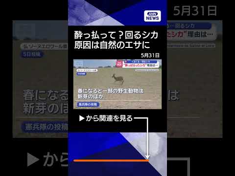 【ニュース】酔っぱらって？くるくる回る野生のシカ　“泥酔”原因は自然のエサに【スーパーJチャンネル】(2026年5月29日) #shorts thumbnail
