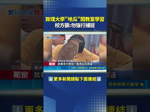 致理大學NPC"地瓜"闖教室學習 校方籲:勿強行捕捉 #三立新聞LIVE #shorts thumbnail