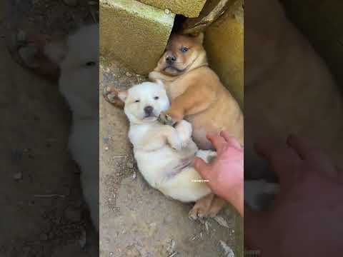 Whose puppy did you bring back? They have cute pets, a puppy, a pastoral dog, a Chinese pastoral do thumbnail
