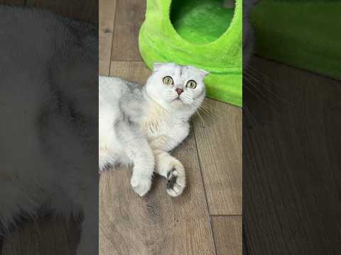 The best cat toy 😳 #cats #cat thumbnail
