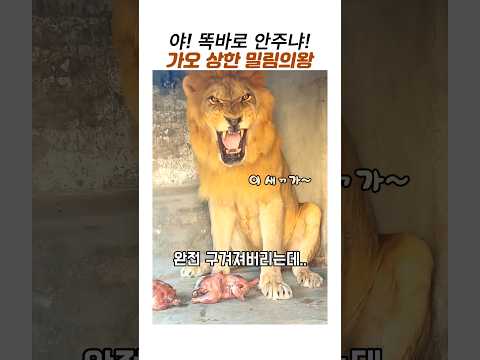 자존심을 건드리자 폭발한 사자#사자에게 먹이주기#밀림의 왕 #참교육 thumbnail