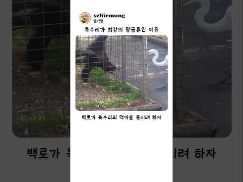 독수리가 최강의 맹금류인 이유 ㄷㄷ thumbnail