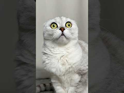 😳 #cat #cats #funny thumbnail