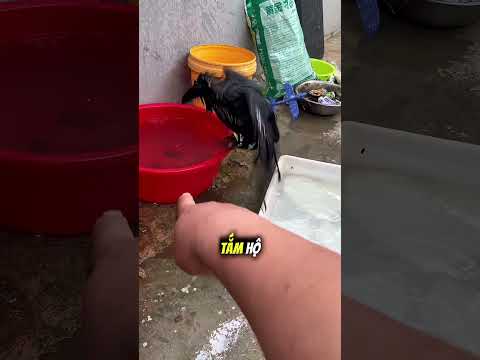 Quạ có thể mang vàng về cho họ 🤯 thumbnail