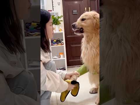 Cute puppy ❤️ #かわいい犬 #anjingcomel #สุนัขน่ารัก#cutedogph #chóđángyêu #anjinglucu #cachorrofofo thumbnail