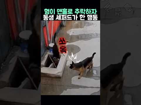 형이 맨홀에 빠지자 동생 셰퍼드가 한 행동 thumbnail