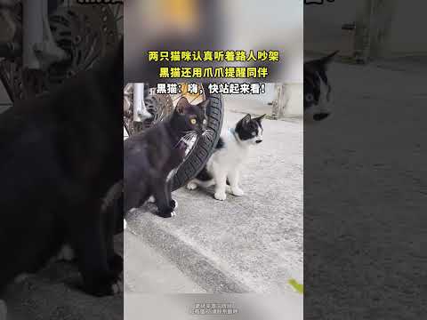 两只猫咪认真听着路人吵架，黑猫还用爪爪提醒同伴 thumbnail