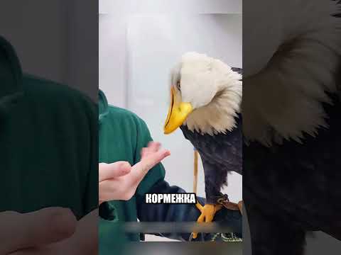 Мужик выхаживал опасного ОРЛА😨🦅🔥 thumbnail