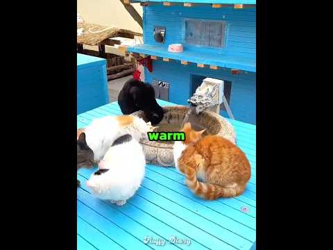 This girl built a home for stray cats ??? thumbnail
