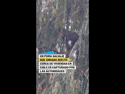 CHILE | Capturan a PUMA que se paseaba por vecindario en PAINE #shorts thumbnail