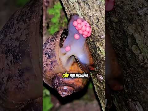 Tại sao bạn nên làm điều này nếu tìm thấy những "chùm nho hồng" ở ruộng ?🍇😲 thumbnail