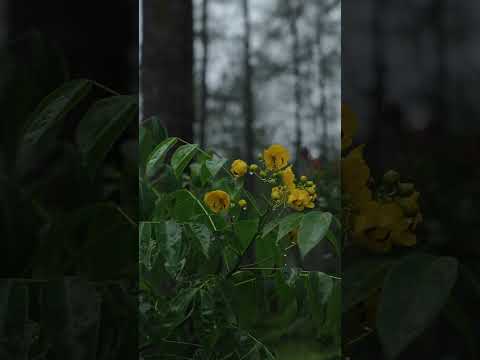 RAIN SOUNDS AND COFFEE IN A HOT TENT #rain #hottent #solocamping #shorts thumbnail