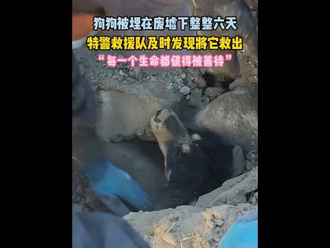 🇨🇳 特警废墟救出被困6天小狗，用掌心喂水与主人激动相拥 🇬🇧 SWAT Team Rescues Dog Trapped Under Rubble for Six Days thumbnail