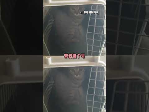 猫猫：咪我也知道惜命的呀 #小猫咪能有什么坏心眼 #小猫的迷惑行为 #可爱 #万万没想到 thumbnail