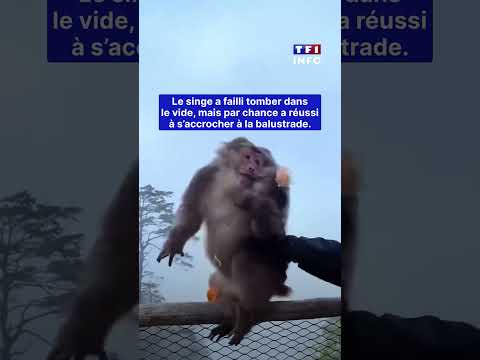? Chine : un touriste pousse un singe dans le vide et se fait bannir d'un site protégé｜TF1 INFO thumbnail