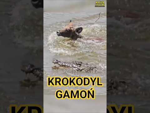 Atak Krokodyla na Płynącą Antylopę thumbnail