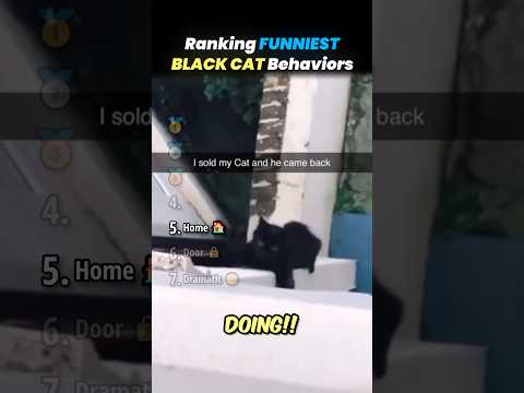 Ranking FUNNIEST BLACK CAT Behaviors Core Moments!! 🐱🖤 thumbnail