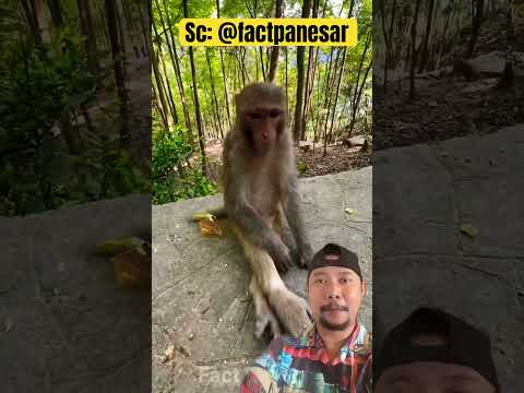 Monyet jago bergaya foto #comedy #shortfeed #funny #lucu thumbnail