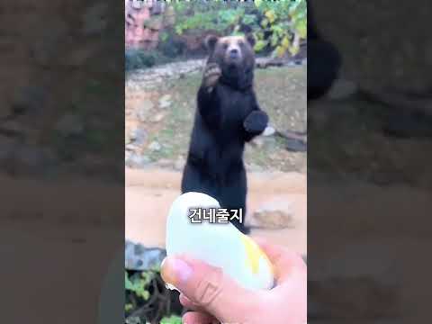 꿀빵 하나를 위해 최고 개인기를 보여주는 곰 thumbnail