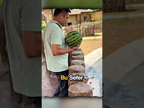 Su Aygırı Karpuzu Ciddi Şekilde İstemişti.. thumbnail