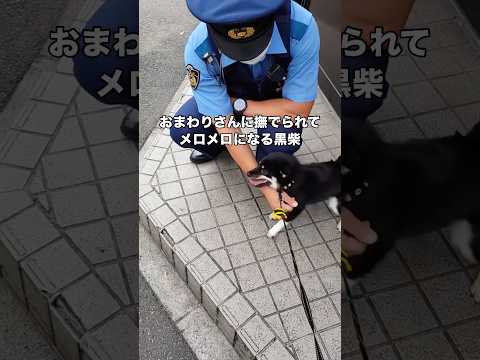おまわりさんに体を撫でられて身を委ねてしまう黒豆柴 #豆柴 #柴犬 #子犬 #shorts thumbnail