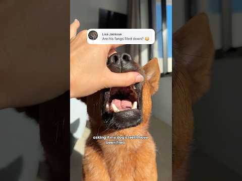 Throw out those tennis balls ?? thumbnail