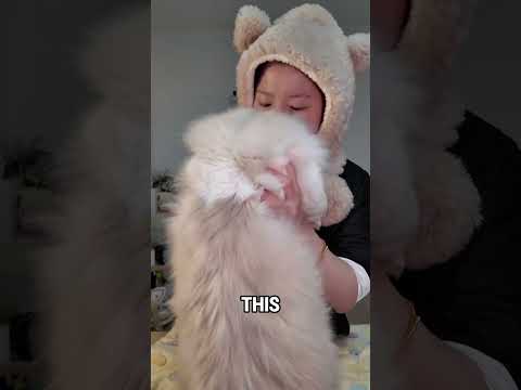 Cat’s Paw Fits Perfectly thumbnail