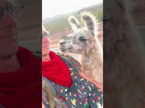 Space Invading Llama - Ozzy Man Quickies thumbnail