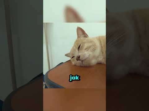 Ten Kot jest najpilniejszym studentem! thumbnail