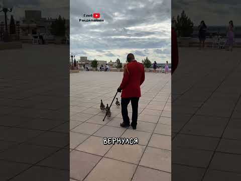 Особые Гости Отеля Пибоди Мемфис 🤗 thumbnail