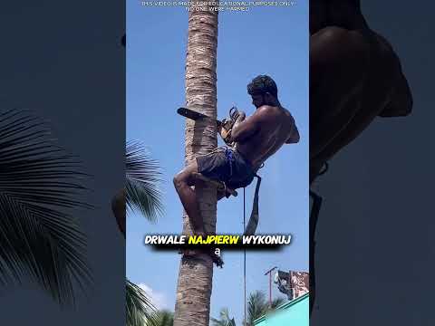„Jedna chwila i drzewo prawie go zmiażdżyło 😱🌲”. #short thumbnail