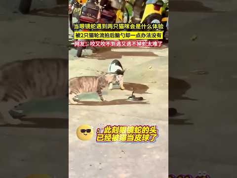 當眼鏡蛇遇到兩隻貓咪會是什麼體驗，被2只貓輪流拍後腦勺卻一點辦法沒有，網友：咬又咬不到逃又逃不掉蛇太難了！#shorts thumbnail