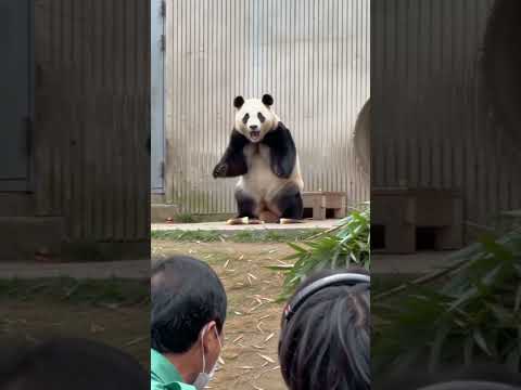福寶與爺爺重逢 福寶再次看到爺爺來看它，心裡肯定有很多話想說吧～ #大熊貓福寶 #大熊貓福寶和爺爺 #萬物皆有靈性 #國寶不愧是國寶 #來這吸熊貓 thumbnail