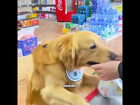 This is the smartest dog I have ever seen #pets #cute #funny #shorts thumbnail