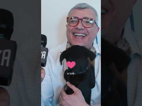 National Rescue Dog Day | Life at LAIKA thumbnail